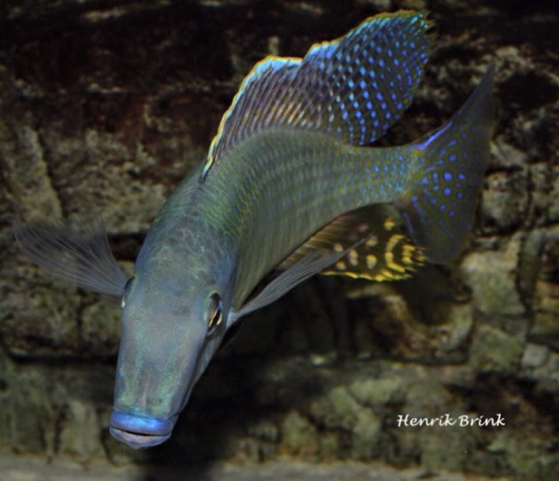 Taeniolethrinops praeorbitalis 'Ngara'